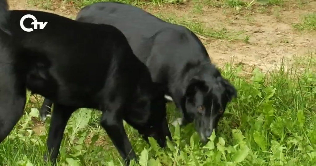 Tierisches Hunde suchen eigenes Zuhause Oberpfalz TV