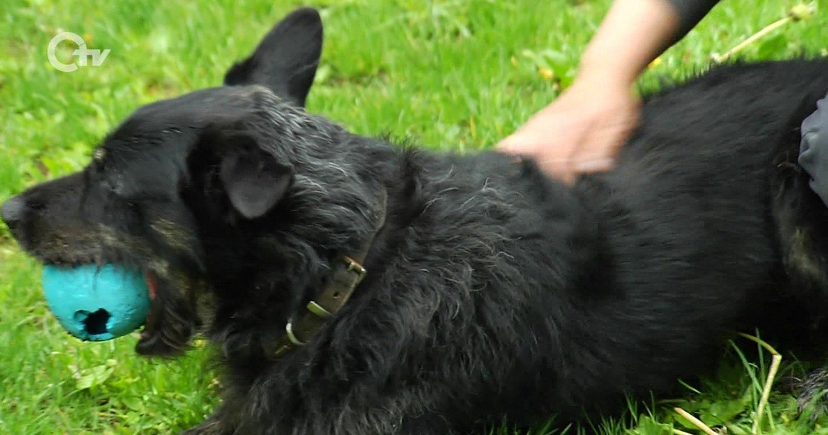 Tierisches Besuch bei den Hunden im Amberger Tierheim Oberpfalz TV