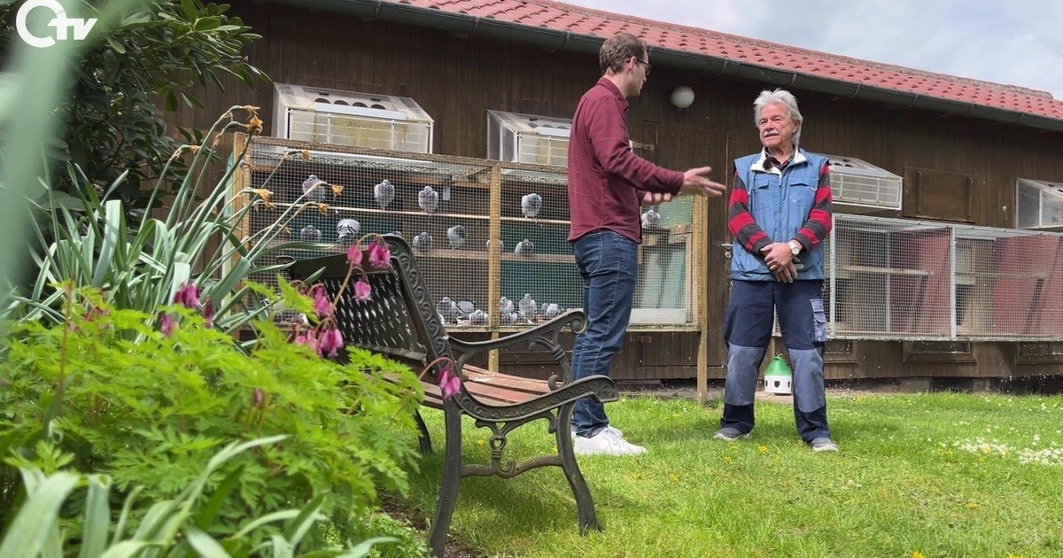 Mein Landkreis Schwandorf: Die Brieftauben von Manfred Herzog | Oberpfalz TV