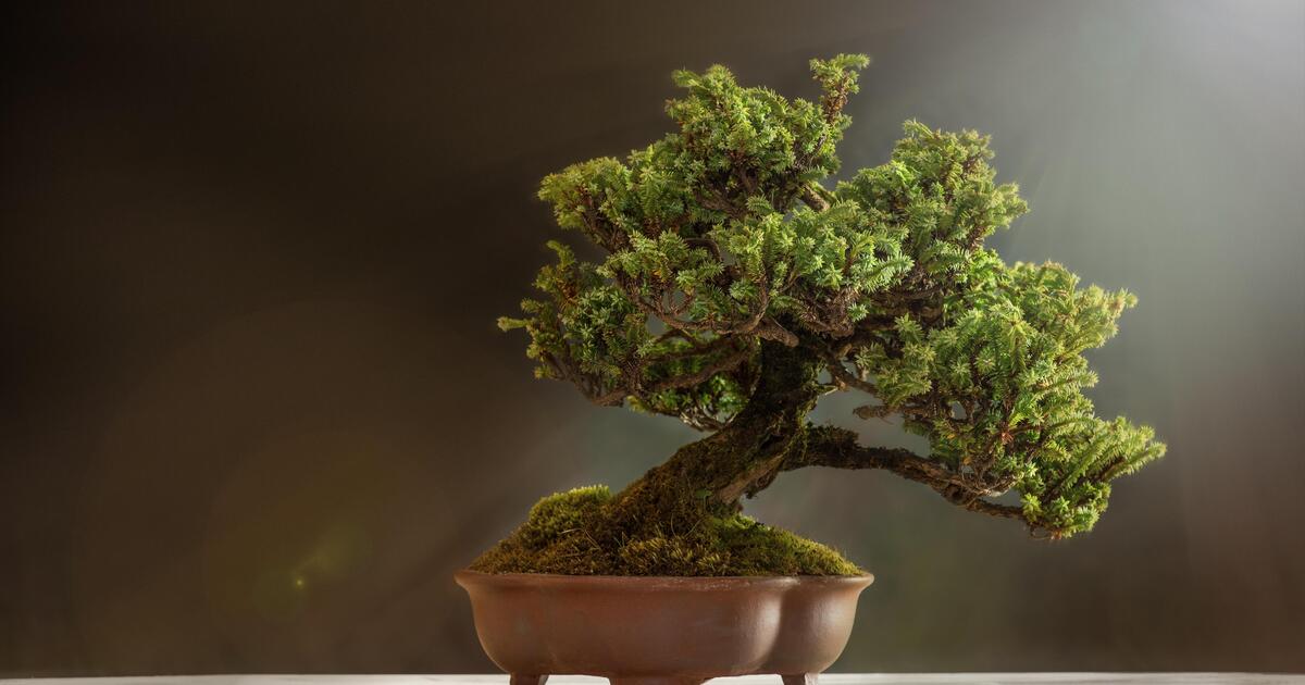 Bonsai richtig schneiden! | Oberpfalz TV