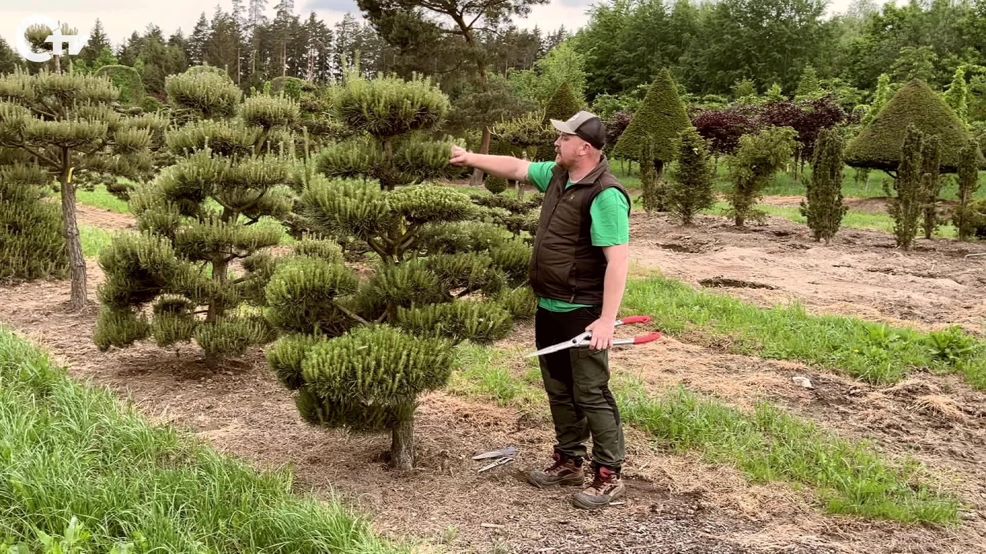 Bonsai richtig schneiden!