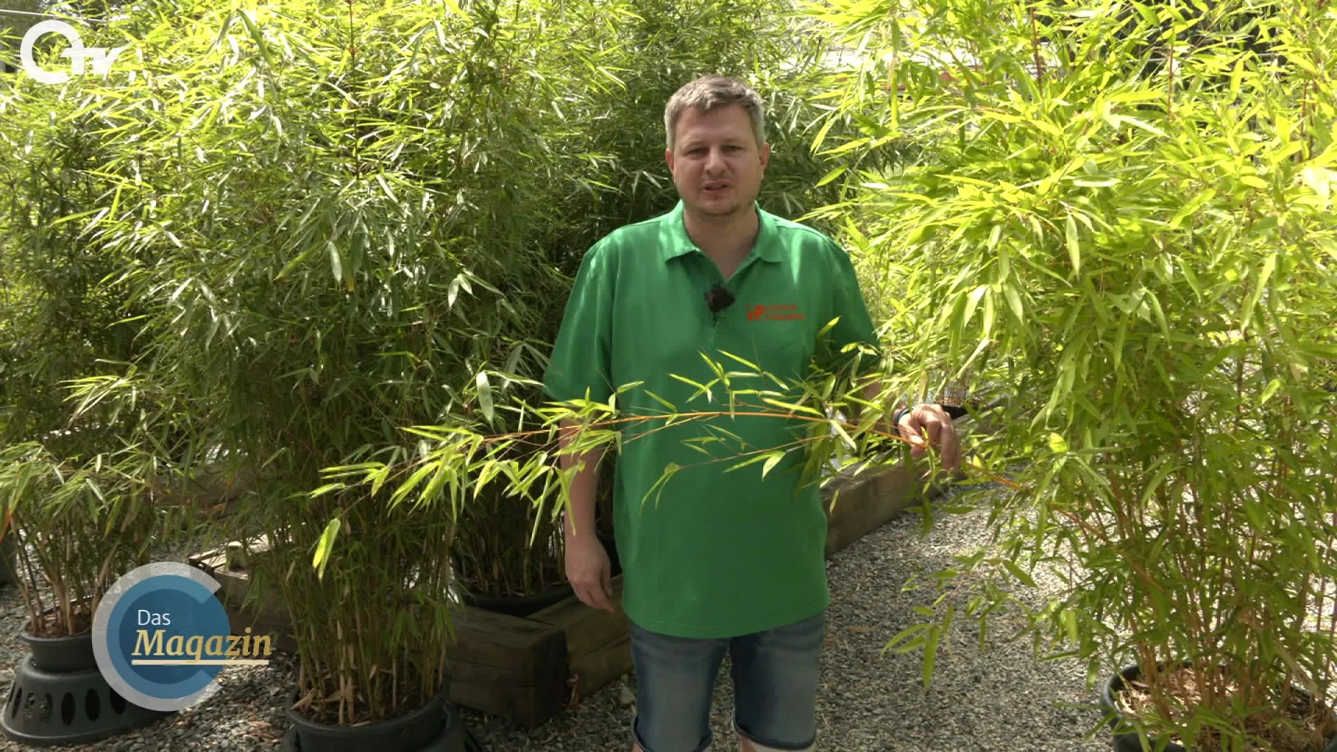 wie gro wird bambus Wuchernder Bambus Goldrohrbambus kaufen | Phyllostachys aurea -  Goldrohrbambus