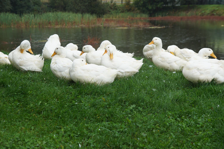  — © https://pixabay.com/de/photos/enten-g%C3%A4nse-vogel-natur-zucht-1792080/