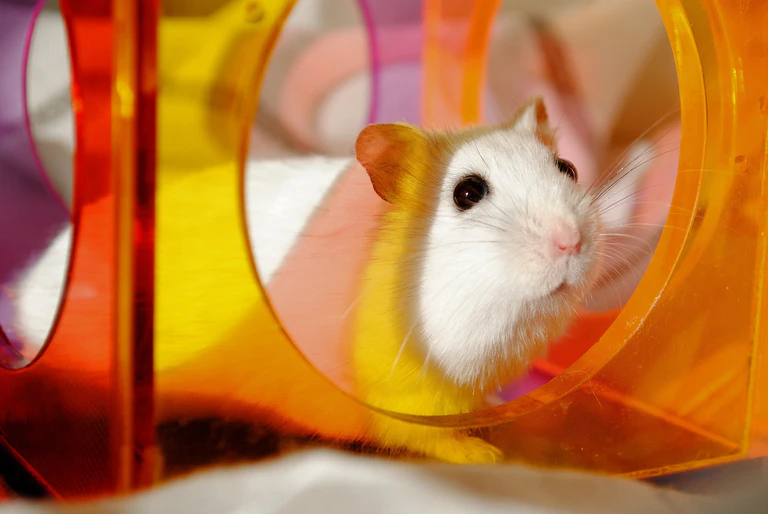 — © https://pixabay.com/de/photos/hamster-nagetier-haustier-bunte-1576771/