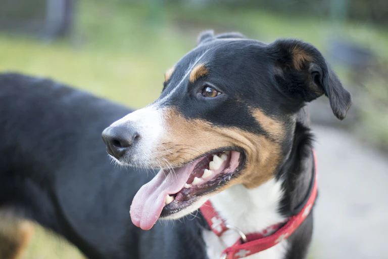 — © https://pixabay.com/photos/appenzeller-sennenhund-sennenhund-3755018/